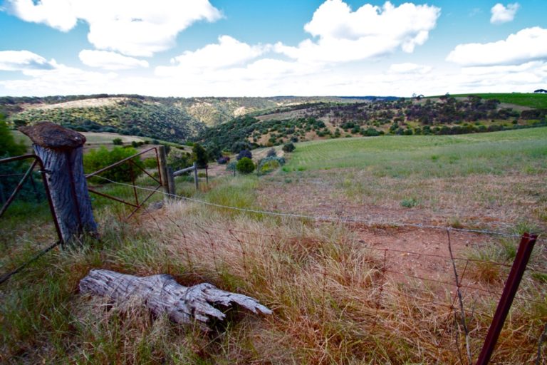 view McLaren Vale bush – Bella – for resizing for slider