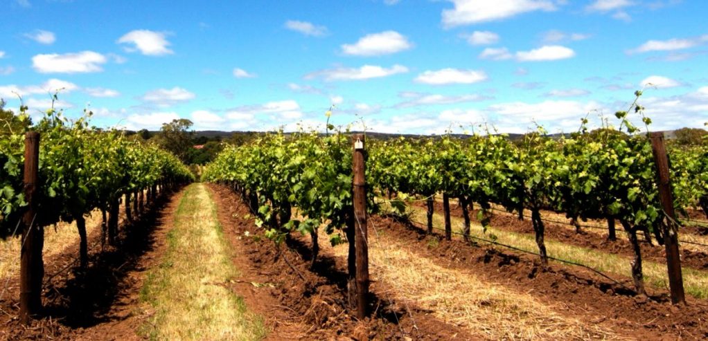 grapevines McLaren Vale