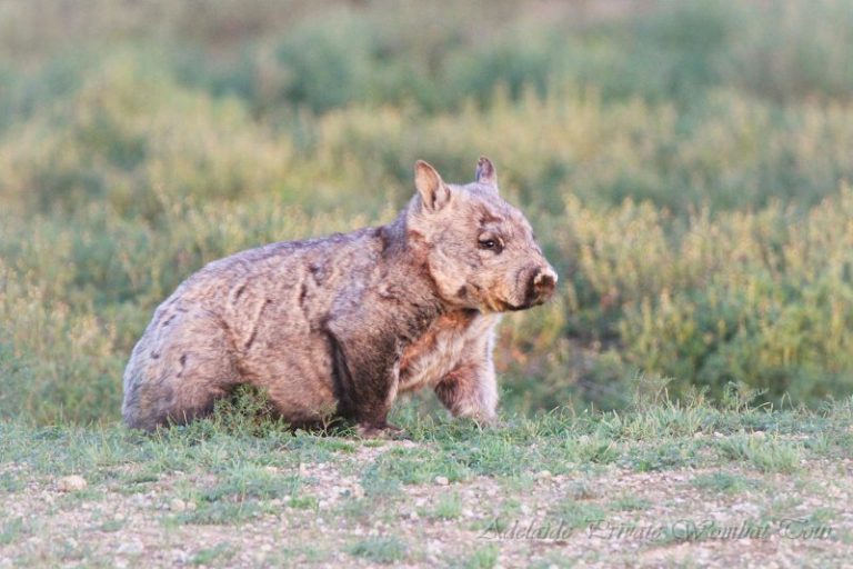 Wombat Tracking Tour Moorunde Wildlife Reserve