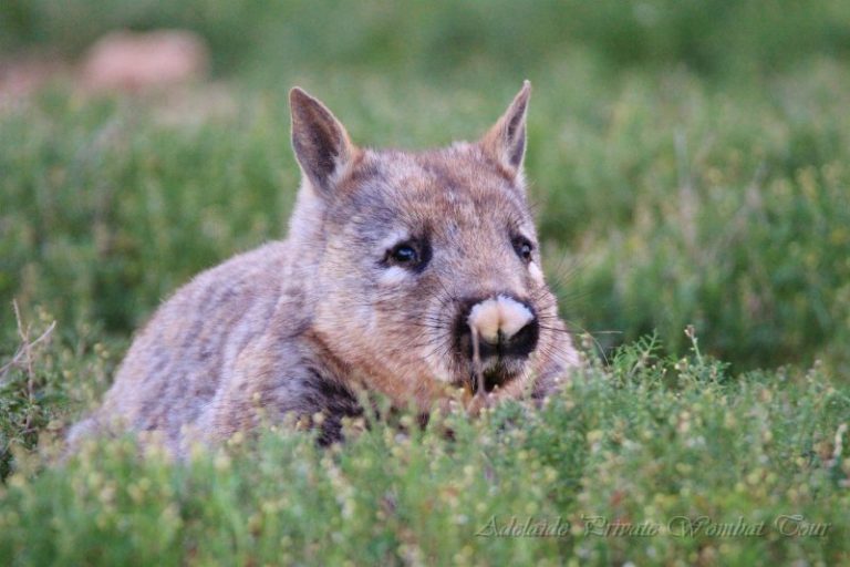 Southern Hairy Nosed Wombat, Wombat Tracking Tour, Adelaide Private Tours