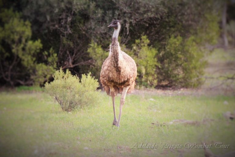 wildlife including emus 2 day Wombat Tracking Tour