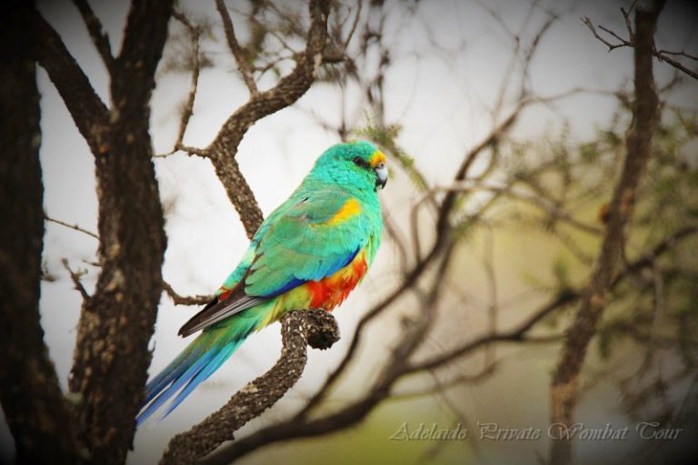 birdlife, native birds, Wombat Tracking Tour, Adelaide Private Tours