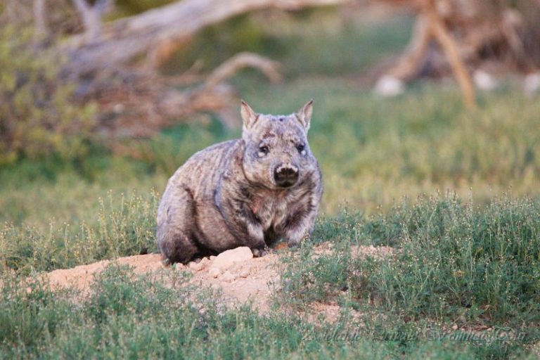 Wombat Tracking Tour Moorunde Wildlife Reserve