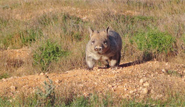 Wombat Tracking Tour Moorunde Wildlife Reserve