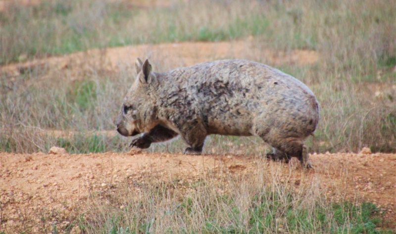 Wombat Tracking Tour Moorunde Wildlife Reserve