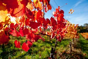 vines in Autumn