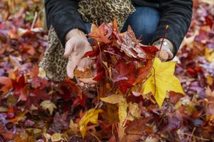 autumn leaves Adelaide Hills